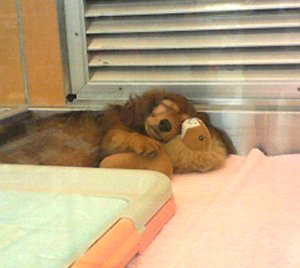 「犬とライオン」