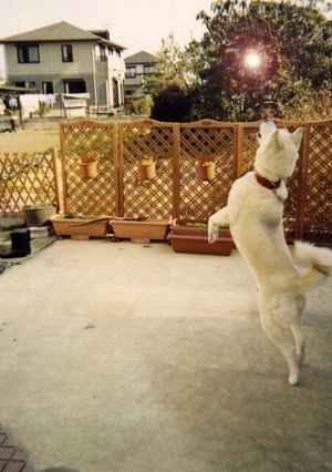 「犬と俺」